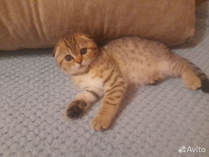 Шотландские котята