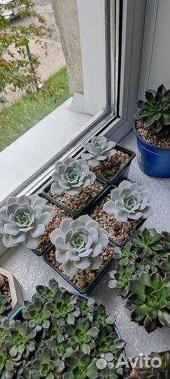 Кактусы и суккуленты Эхеверия Эчеверия