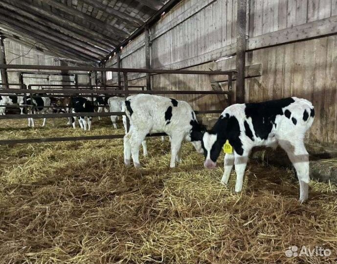 Ч Телята бычки мясной породы