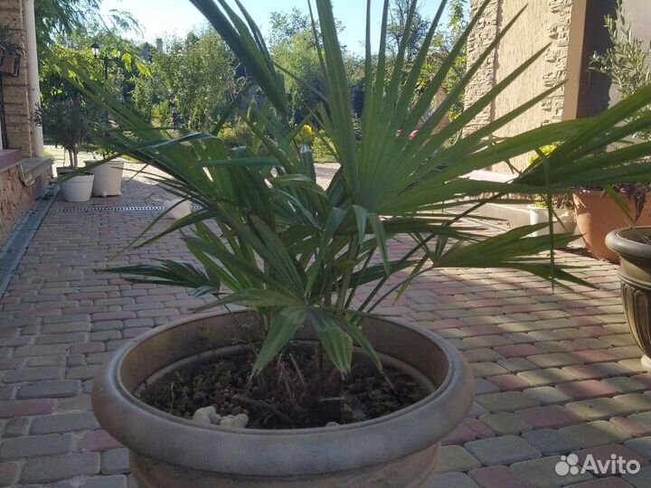 Пальма Трахикарпус