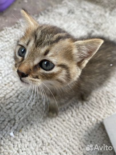 Милые котята в добрые руки