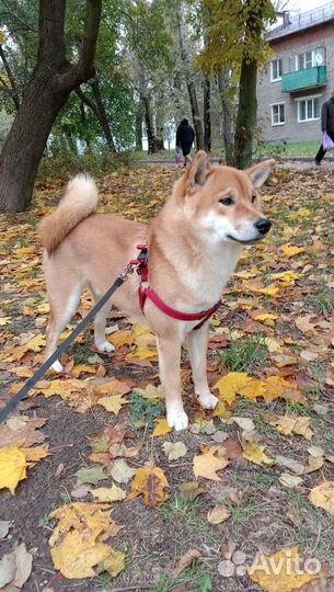 Кобель вязка Сибу ину Коломна