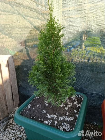 Туя западная смарагд в кашпо