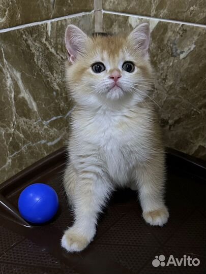 Котята золотая шиншилла 1,5 месяца