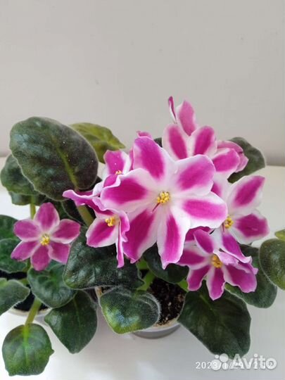 Фиалки цветущие, детки, листики