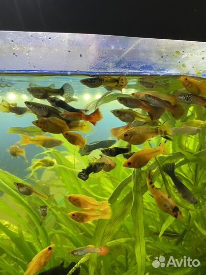 Аквариумные рыбки