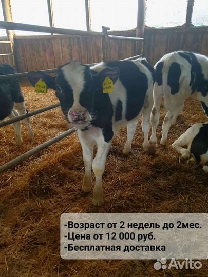 Продам бычки, телята, телочка