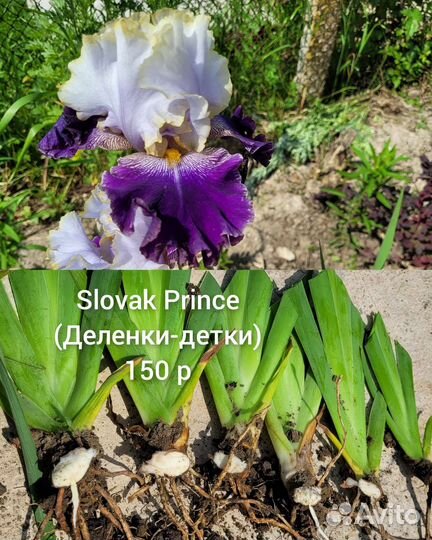 Ирисы сортовые бородатые