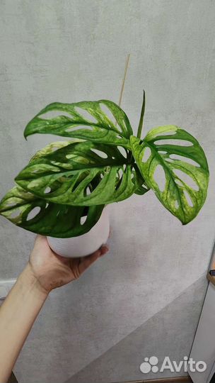 Монстера Адансони вариегатная