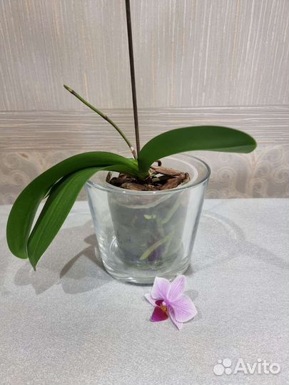Орхидея фаленопсис