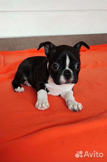 Бостон терьер щенки