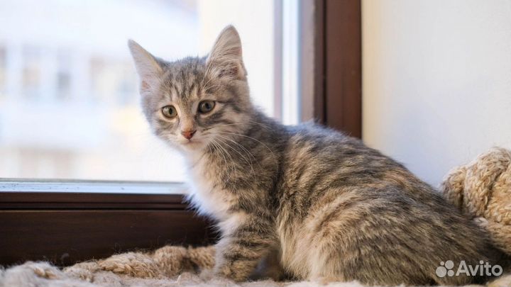 Супер красивые рыжики-персики-рысики ждут чуда