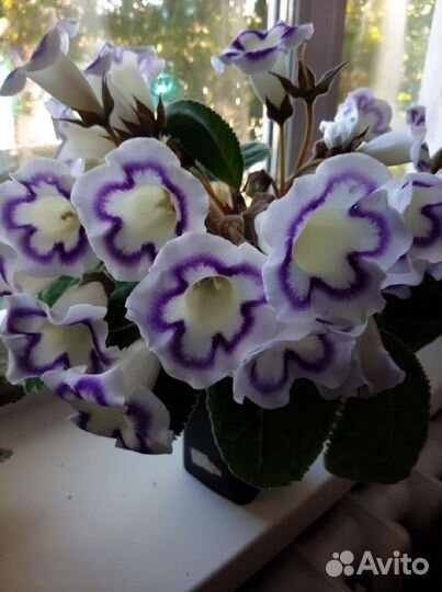 Детки сортовых глоксинии