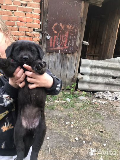 Щенки бесплатно