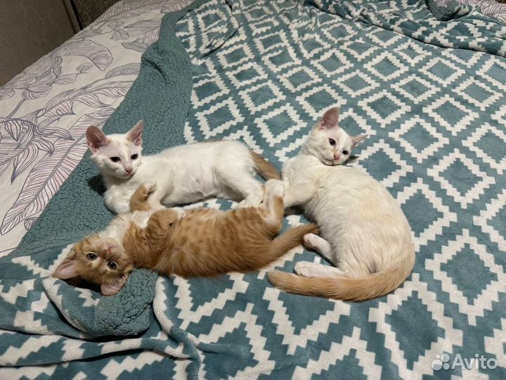 Отдам котов в добрые руки