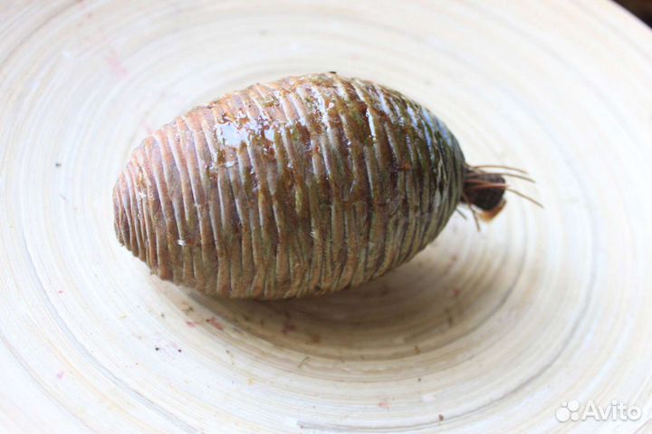 Кедр Гималайский Семена/Саженцы