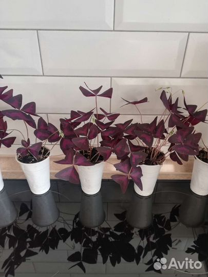 Кислица (оксалис)