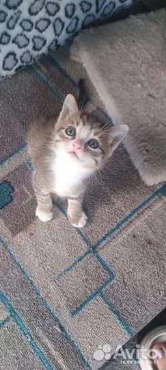 Шустрый мальчишка с очаровательным окрасом