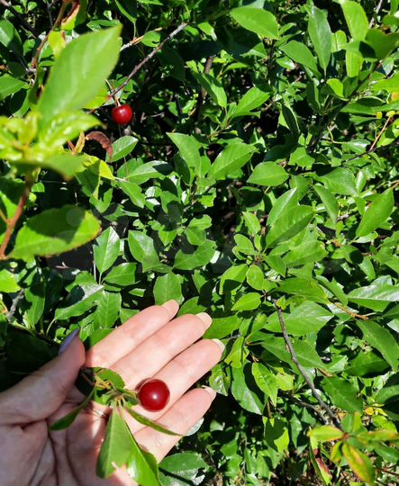 Участок 9,3 сот. (СНТ, ДНП)