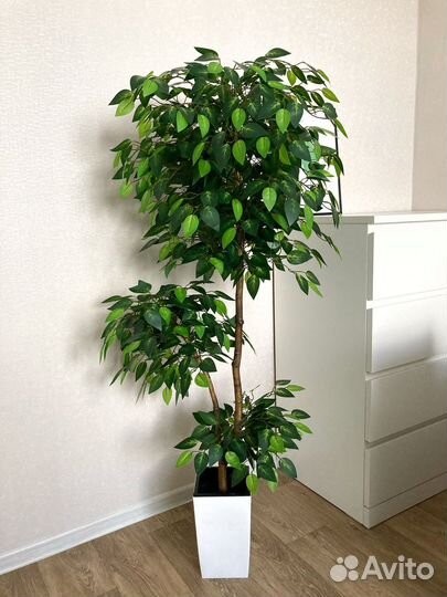 Искусственные цветы и деревья, фикус