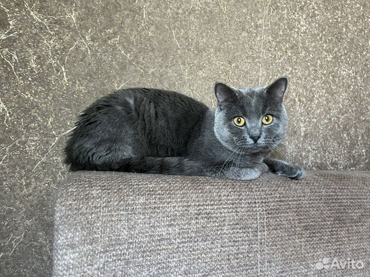 Британец в добрые руки