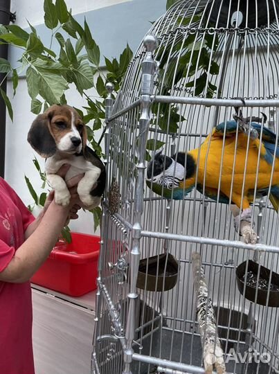 Щенки бигль