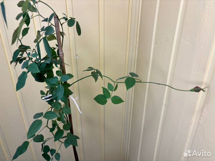 Бенгальская роза малиновая