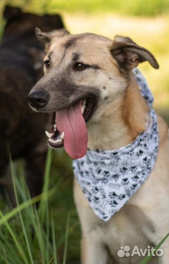 Собака Дейзи из приюта