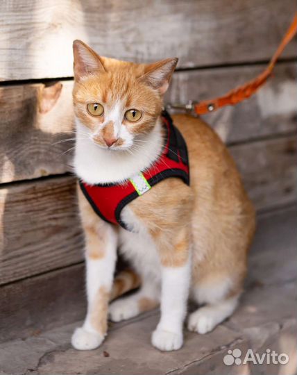 Ласкуша Марта