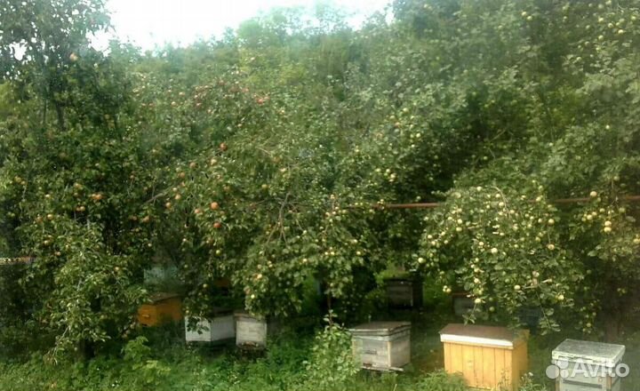 Натуральный цветочный мёд