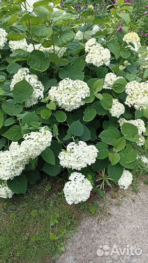Гортензия