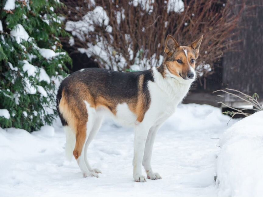 Собака