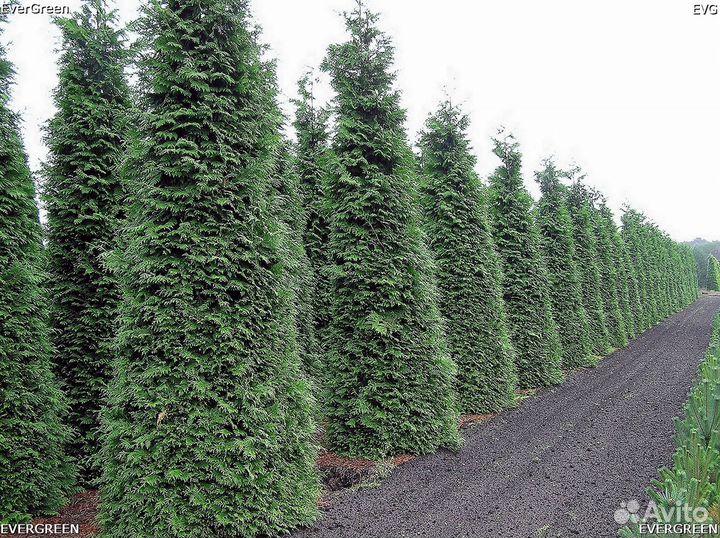 Туи колумна