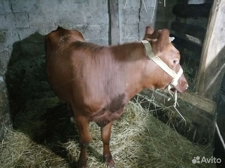 Телка 1.5 года