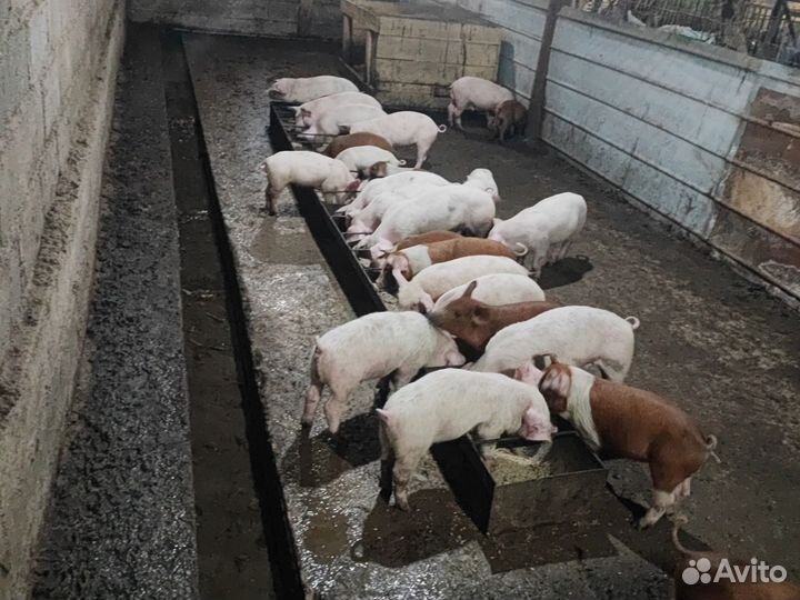 Поросята дюрок+ см, ландрас+см/дюрок, дюрок