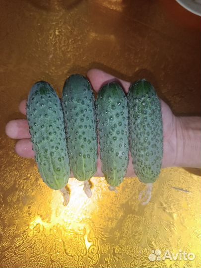 Огурцы домашние