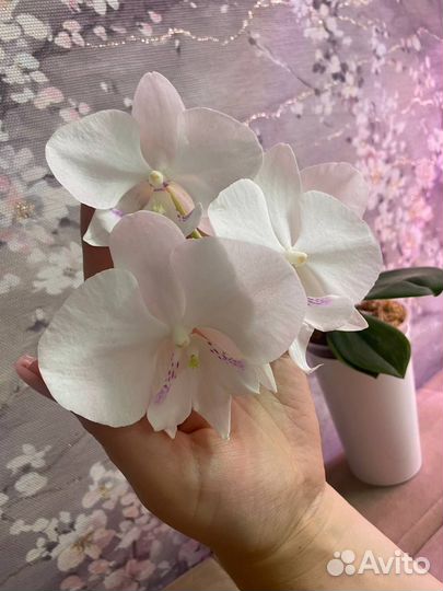 Орхидея фаленопсис биг лип