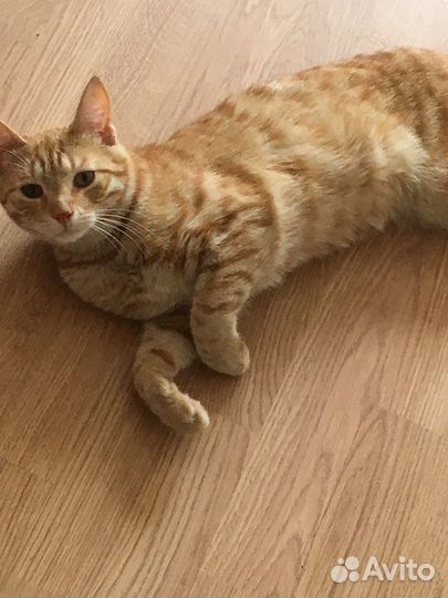 Рыжее солнышко