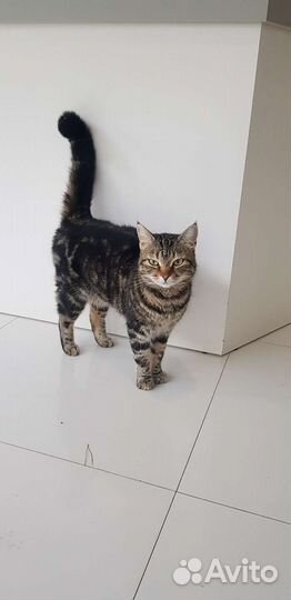 Кошка в дар