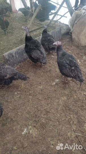 Индюшата, Индюки, Джерси петухи, яйца