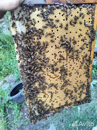 Пчеломатки плодные 2023 года