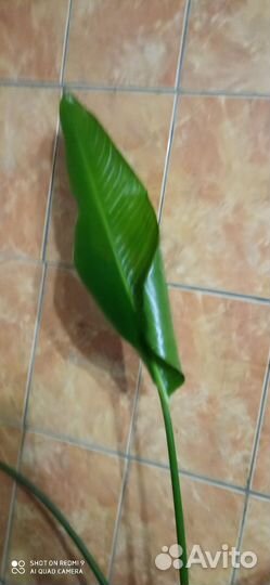 Стрелиция николая