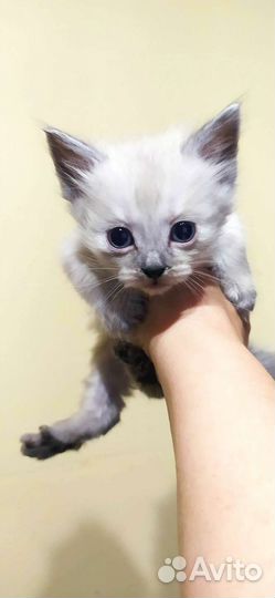 Кошки в добрые руки бесплатно