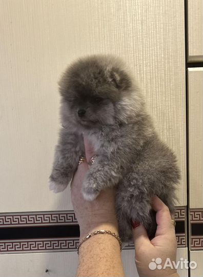 Померанский шпиц