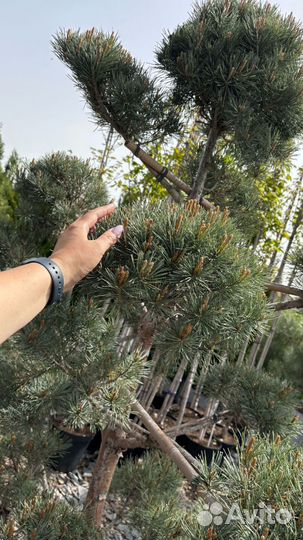 Сосна, бонсай (ниваки)