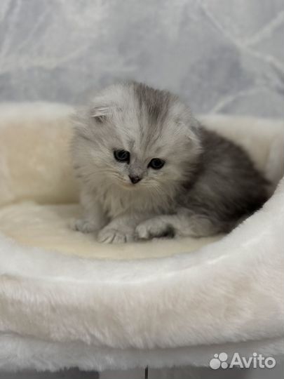 Британская