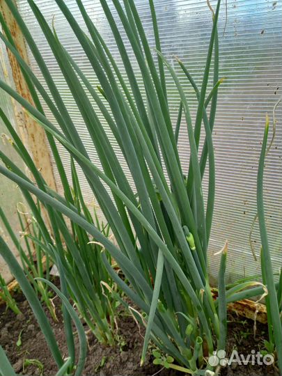 Лук многоярусный