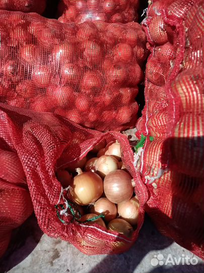Лук репчатый розница на хранение