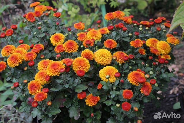 Хризантемы Ботанический сад Уфы