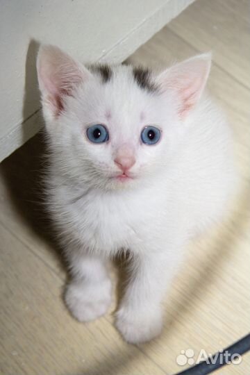 Котята пушистые